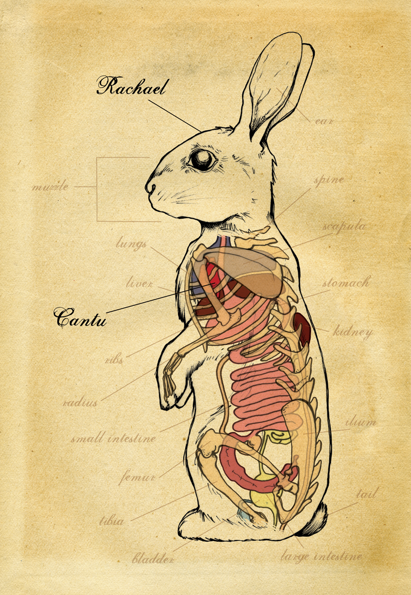 Female Rabbit Anatomy Pictures 59